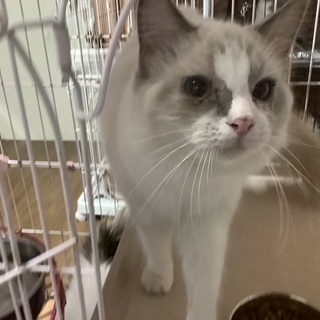 取下げ！かわいいラグドールちゃんです。