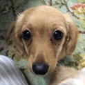 ミニチュアダックス♀ 子犬(返信対応中)