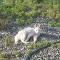 野良猫時代のシロ