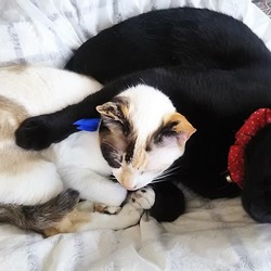 やっぱりお兄ちゃんが好き！