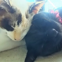 「やっぱりお兄ちゃんが好き！」サムネイル2