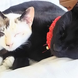 「やっぱりお兄ちゃんが好き！」サムネイル3