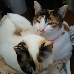 「ある日のアン」サムネイル2