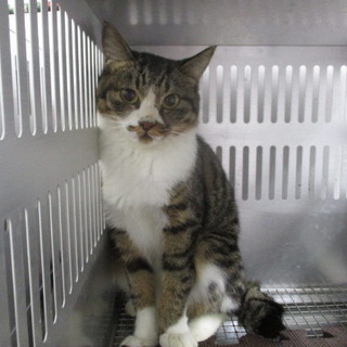 譲渡されました。