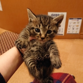 １ヶ月の可愛いキジちゃん♪