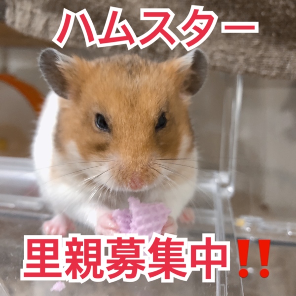 ハムスター里親募集中メス 福岡県 小動物の里親募集 2873 ペットのおうち 月間利用者150万人