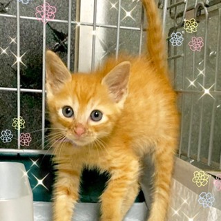 管理番号︰OSー834