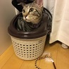 シュウちゃんのカゴだよ。小さくない？