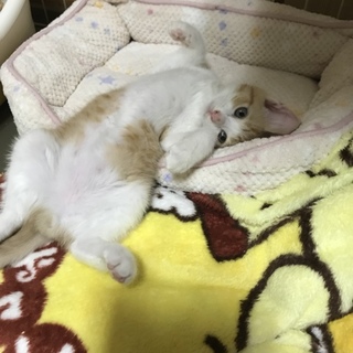 ぽやん♡癒し系ラテ君