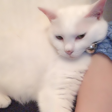 の写真