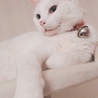の写真