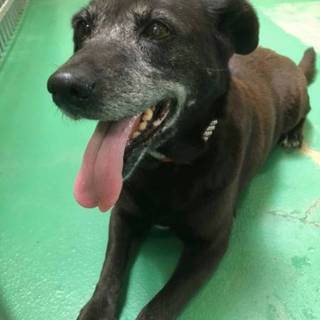 里親様決定しました！