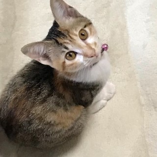 肉球チュパ好き"きぬちゃん♥️"