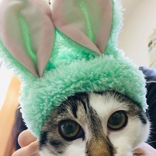 初めて猫を飼う方へ！性格花丸・キジ白・ブチ