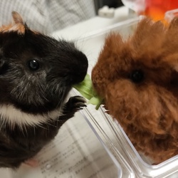 キャベツの取り合い