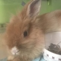 ミニウサギ♀