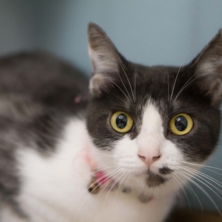 性格花丸！すずちゃん