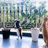 三毛猫ハナと保護猫シジミ