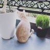 保護猫シジミ