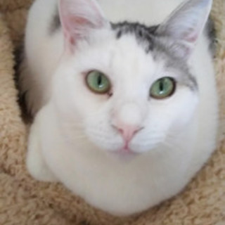 ベタなれ！甘えん坊！あろ君