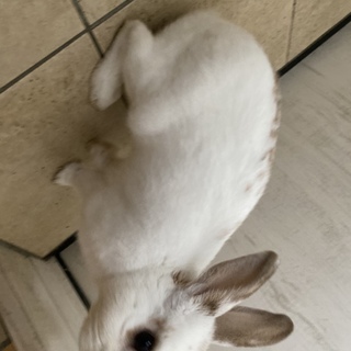 オスのみにうさぎ