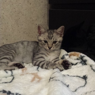 銀色のアメショー風！可愛いです。