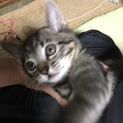 可愛い子猫です