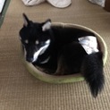 小さい豆柴