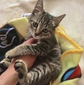 とっても美人でお利口さんな仔猫