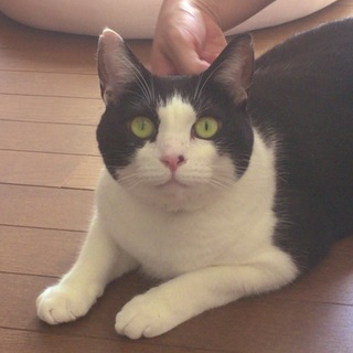 お膝に乗って甘えてきます