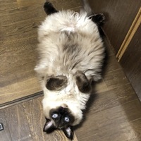 おシャム
