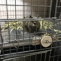 デグー アグーチ メスx2
