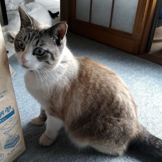 とてもおとなしい猫です