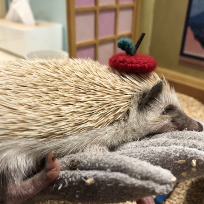 ぷりんもちのカバー写真