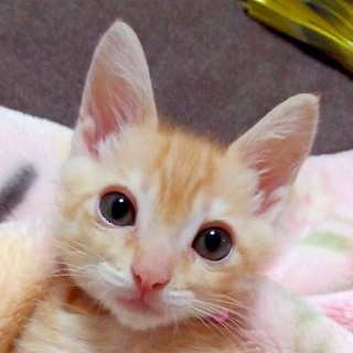 募集一時停止　女子cuteな★茶々ちゃん