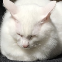 しらたま