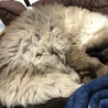 ニャンモナイト