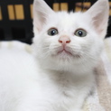 イケニャンの白猫　男の子