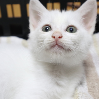イケニャンの白猫　男の子