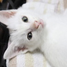 イケニャンの白猫　男の子 サムネイル2