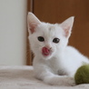 イケニャンの白猫　男の子 サムネイル3