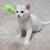 イケニャンの白猫　男の子 サムネイル6