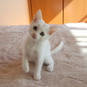 イケニャンの白猫　男の子 サムネイル7