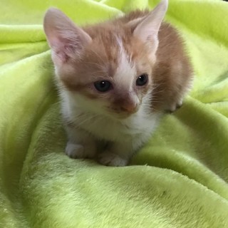 甘えん坊の茶白仔猫ニャン♡