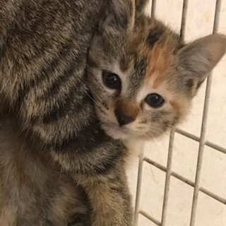 生後2ヵ月★キジ猫風三毛の仔猫ニャン♡
