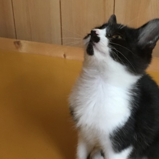 ふぁんぐのカバー写真