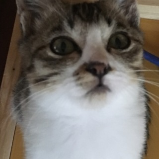 里親様決まりました。ありがとうございました。