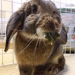 「保護うさぎの譲渡会」サムネイル2