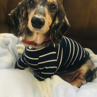 優しくて元気！ミニチュアダックス男の子