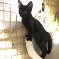 元気いっぱい黒猫の男の子